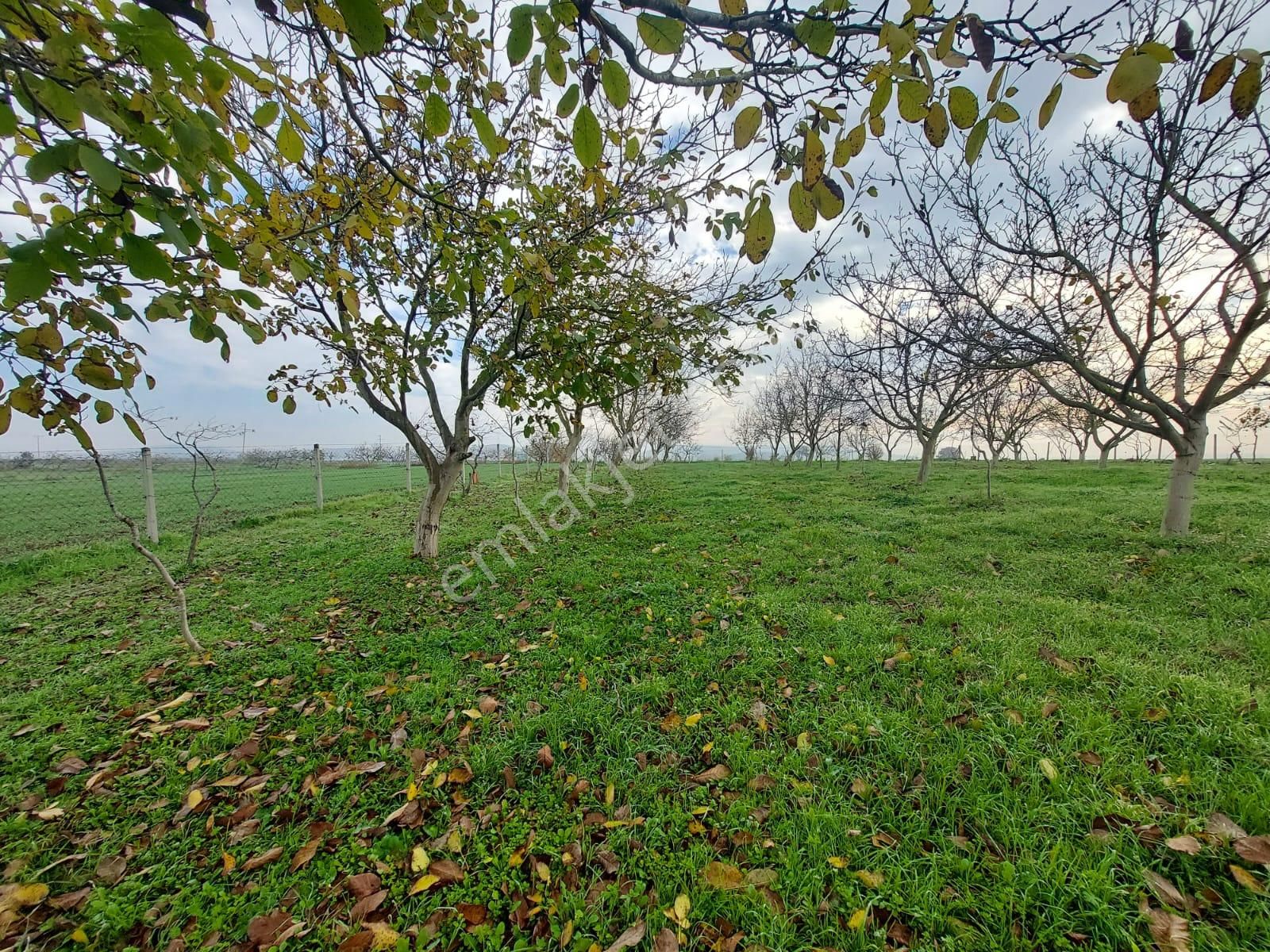 Mudanya Çayönü Teknosab Osb Yakın Satılık Tarla - Görsel 19