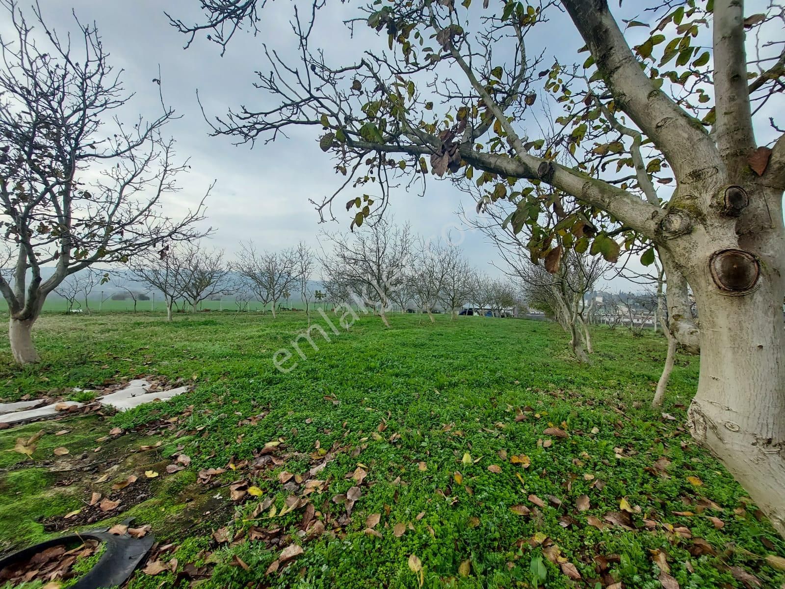 Mudanya Çayönü Teknosab Osb Yakın Satılık Tarla - Görsel 5