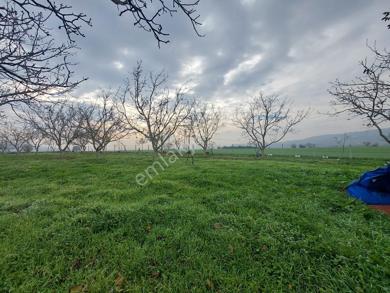 Mudanya Çayönü Teknosab Osb Yakın Satılık Tarla - Görsel 18