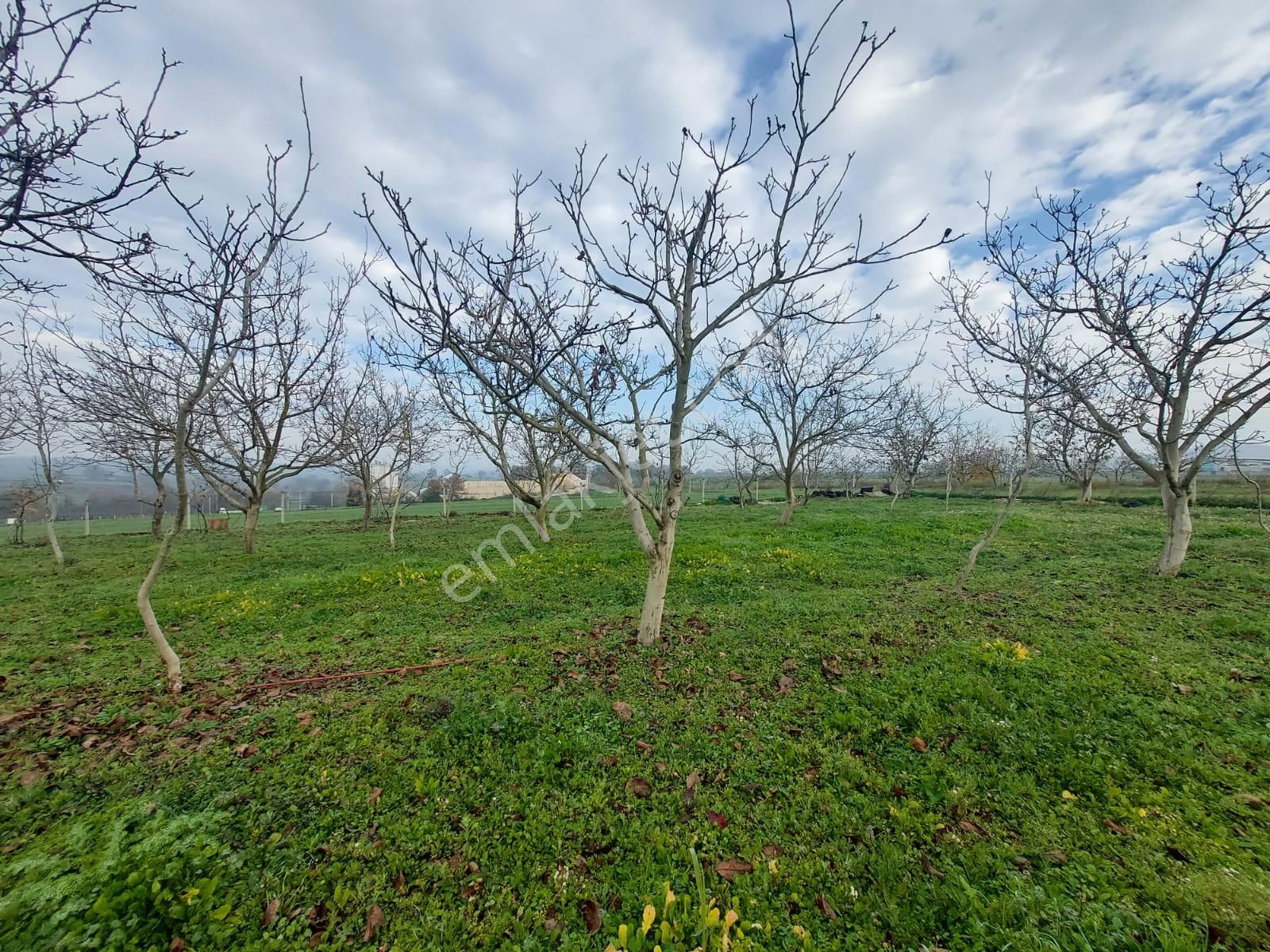 Mudanya Çayönü Teknosab Osb Yakın Satılık Tarla - Görsel 6