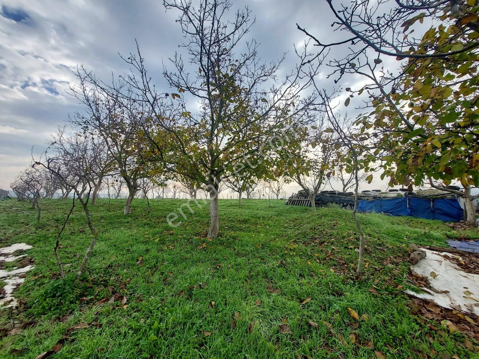 Mudanya Çayönü Teknosab Osb Yakın Satılık Tarla - Görsel 21
