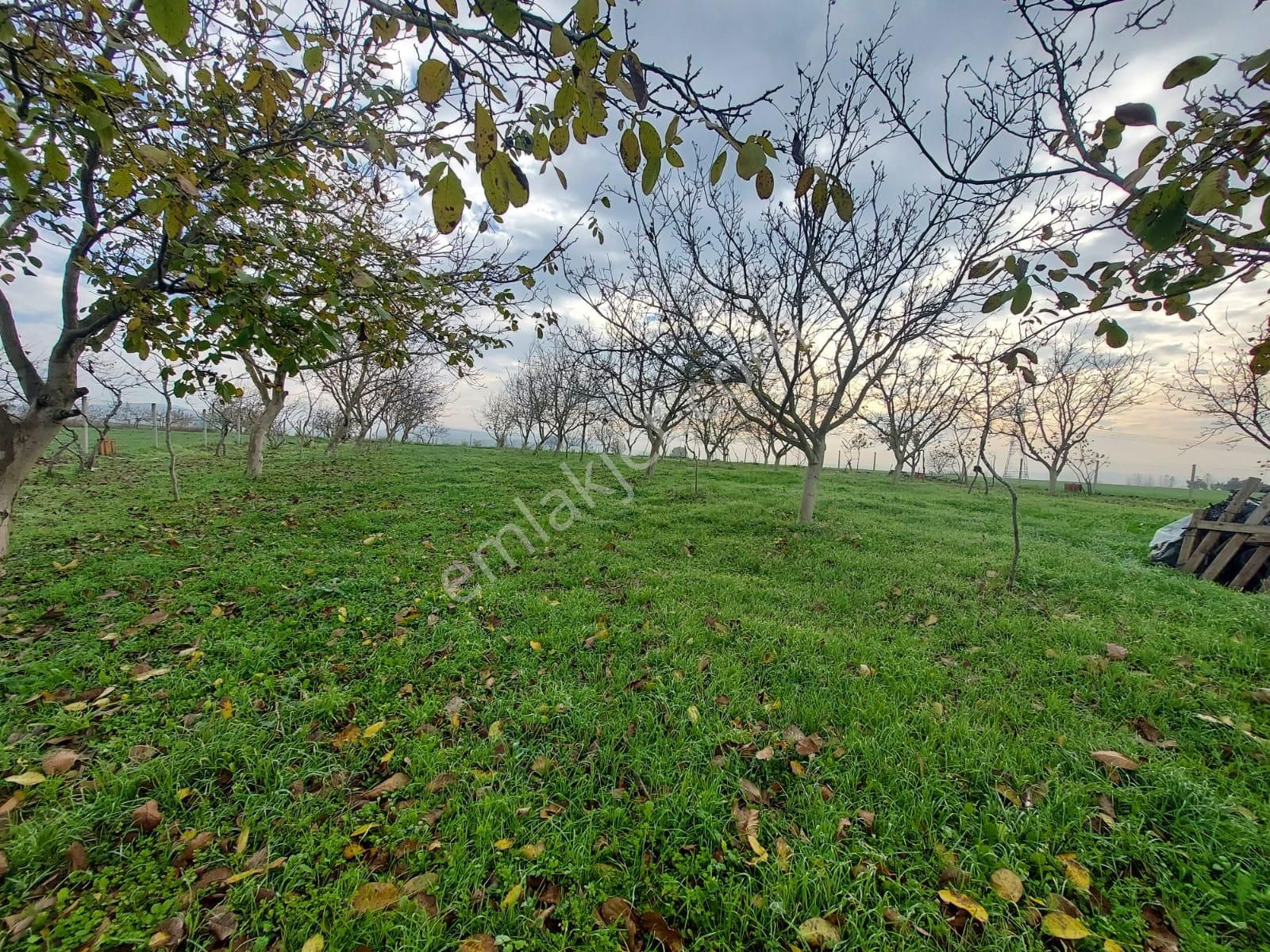 Mudanya Çayönü Teknosab Osb Yakın Satılık Tarla - Görsel 22