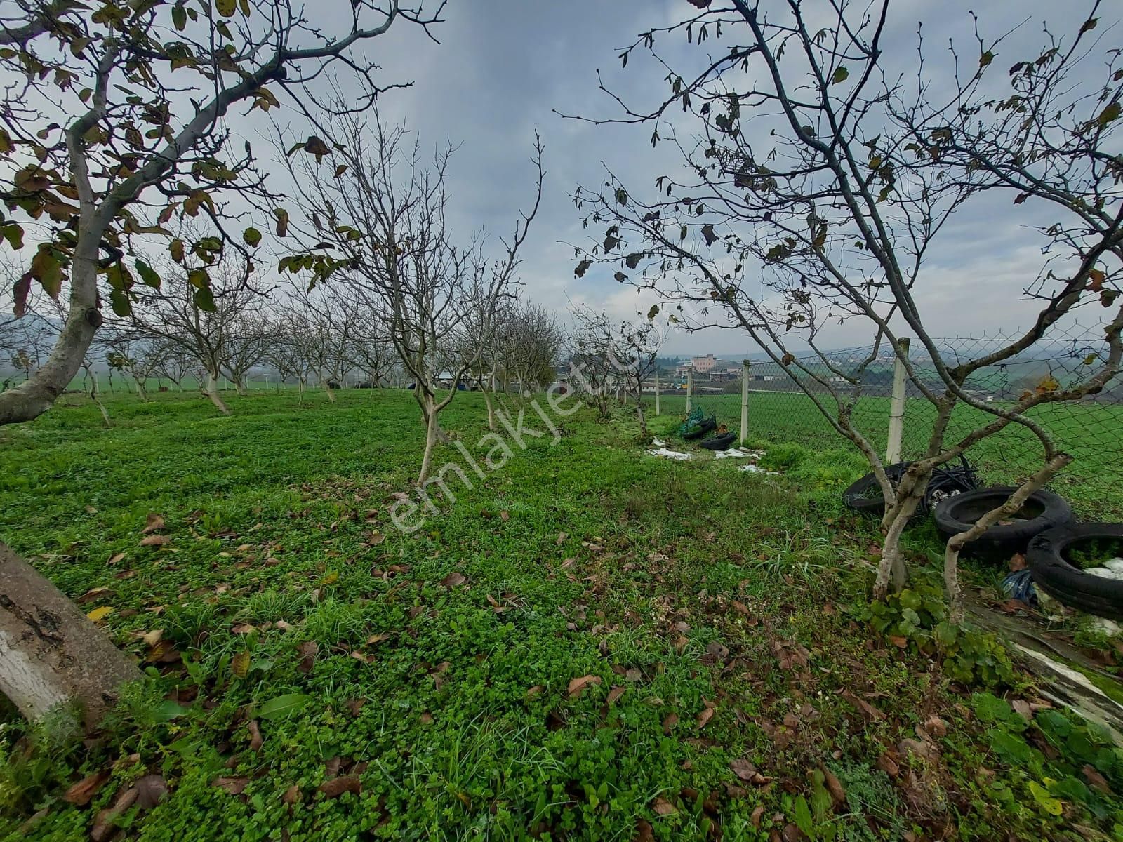 Mudanya Çayönü Teknosab Osb Yakın Satılık Tarla - Görsel 2