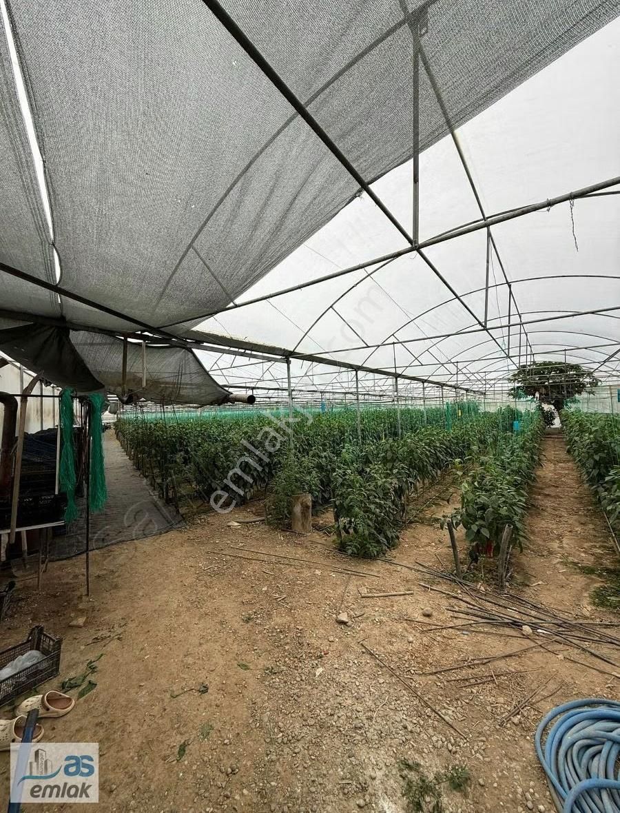 Aksaz Da 6000m2 İçerisinde İki Katlı Ev 3000m2 Seralı - Görsel 19