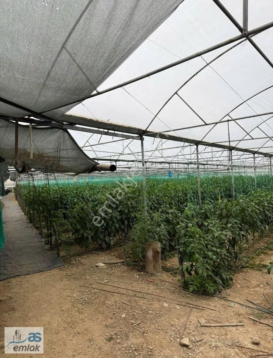 Aksaz Da 6000m2 İçerisinde İki Katlı Ev 3000m2 Seralı - Görsel 4