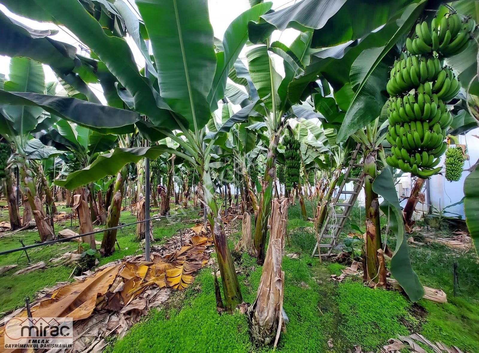 Yeniköyde İçinde Muz Serası Olan 6.500 M2 Tek Tapu Satılık Tarla - Görsel 8