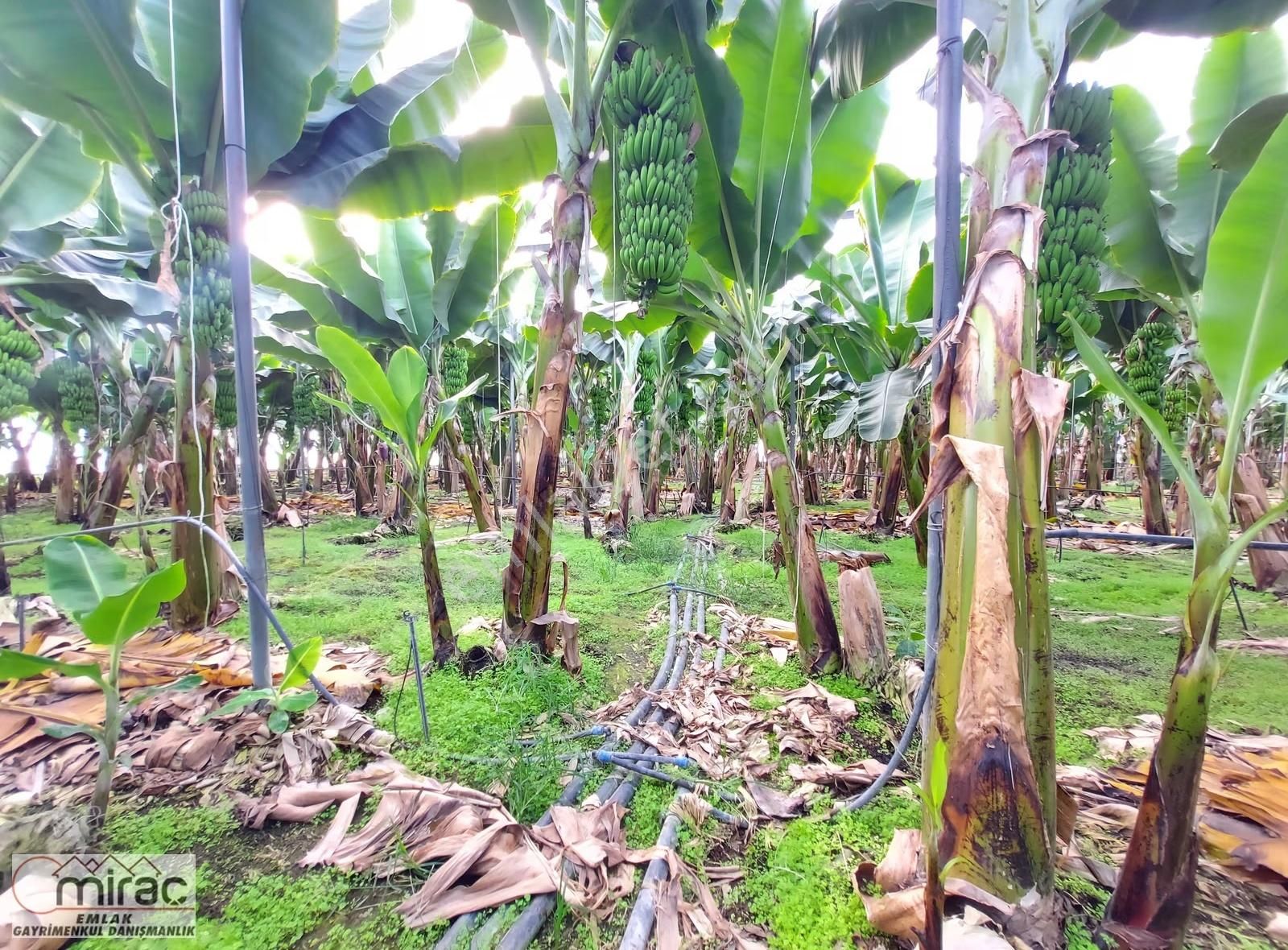 Yeniköyde İçinde Muz Serası Olan 6.500 M2 Tek Tapu Satılık Tarla - Görsel 5