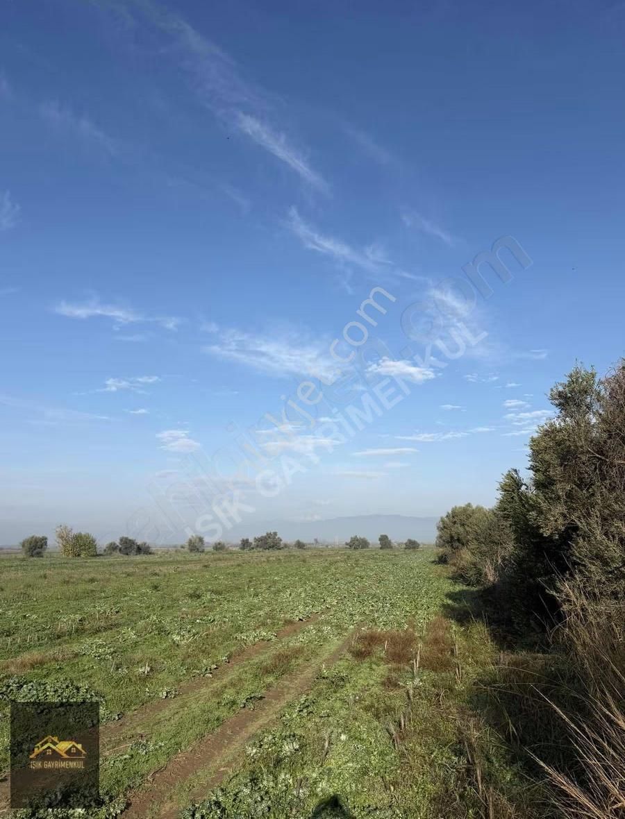 Işık Gayrimenkul'den Satılık Asfalt Kenarı Verimli Tarla - Görsel 8