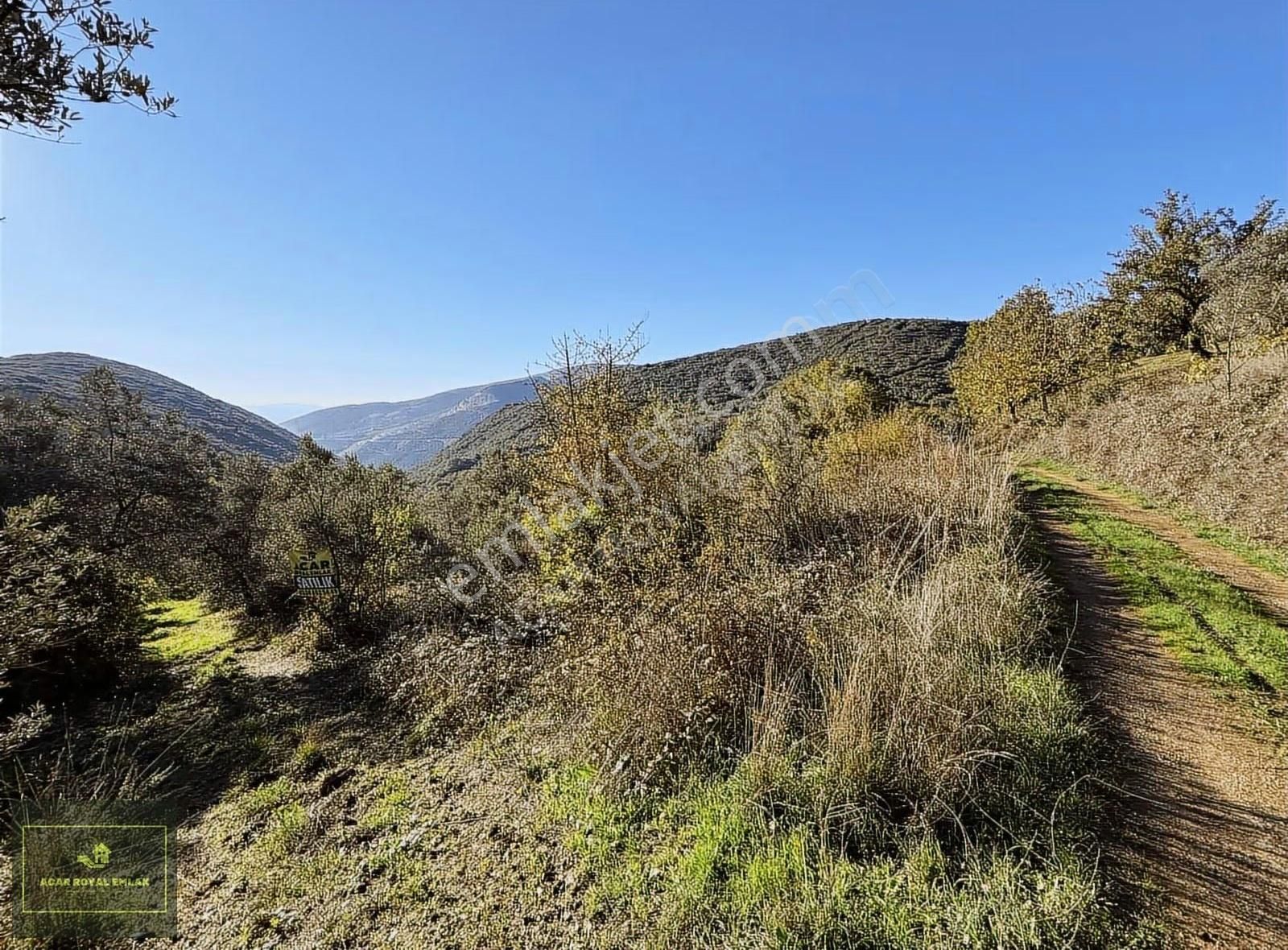 Acar Royal'den Şahinyurdunda 2870 M2 Zeytinlik - Görsel 13