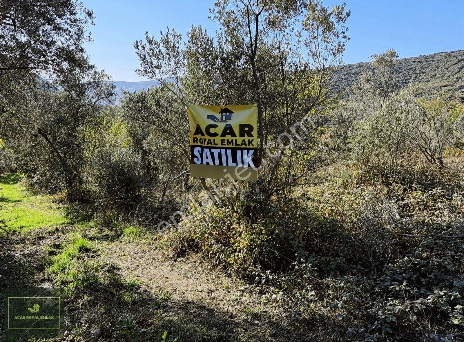 Acar Royal'den Şahinyurdunda 2870 M2 Zeytinlik - Görsel 10