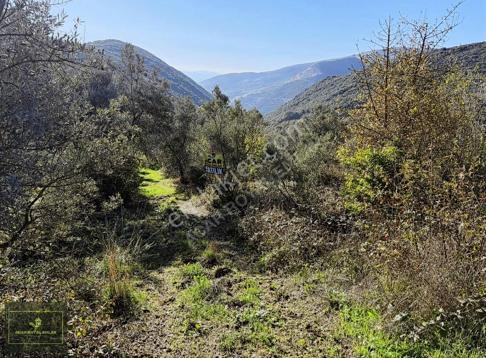 Acar Royal'den Şahinyurdunda 2870 M2 Zeytinlik - Görsel 7