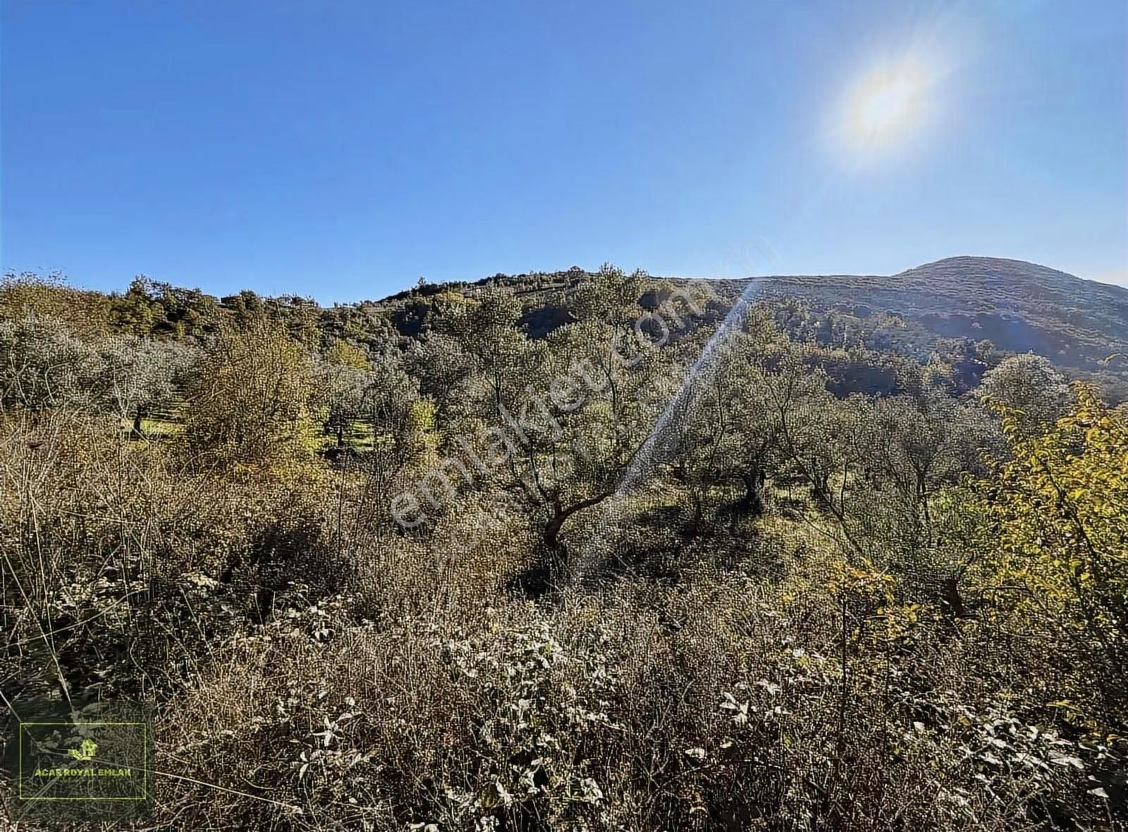 Acar Royal'den Şahinyurdunda 2870 M2 Zeytinlik - Görsel 14