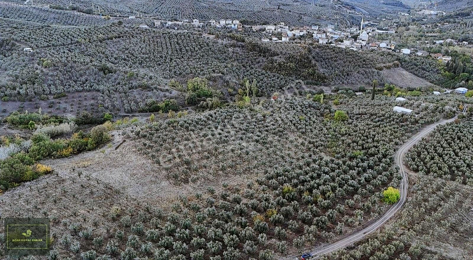 Acar Royal'den Yatırımlık Muratobada Zeytinlik