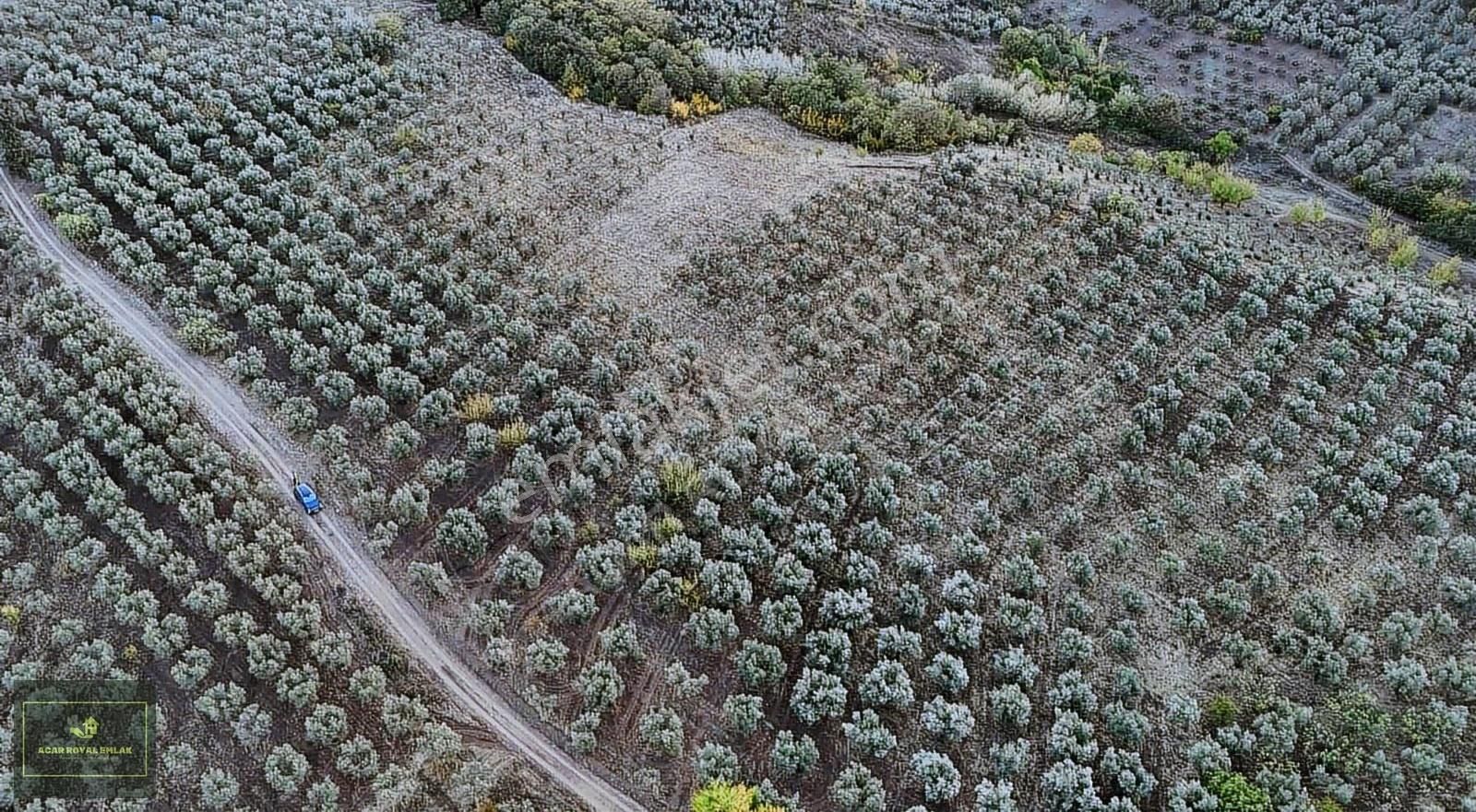 Acar Royal'den Yatırımlık Muratobada Zeytinlik - Görsel 7