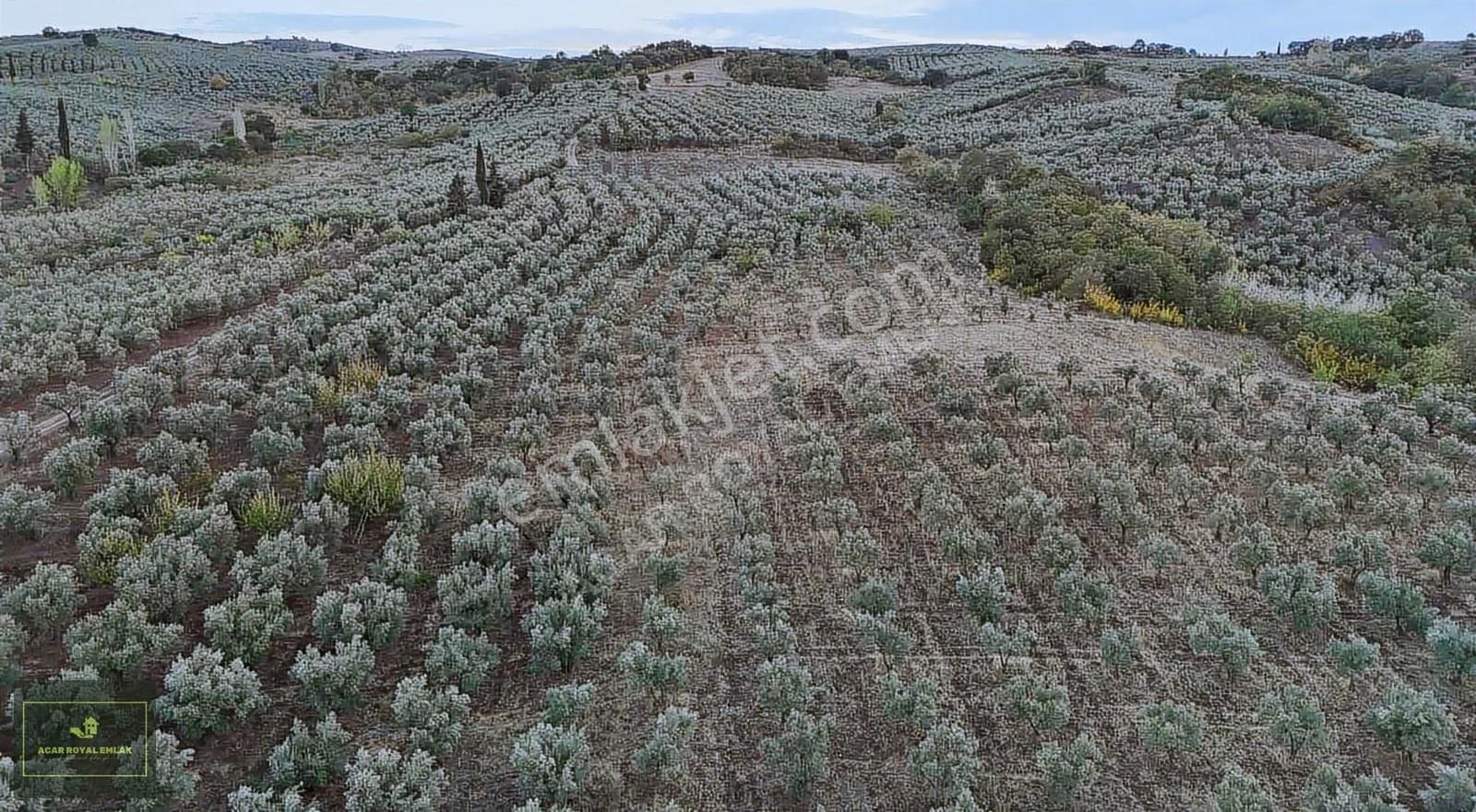 Acar Royal'den Yatırımlık Muratobada Zeytinlik - Görsel 10