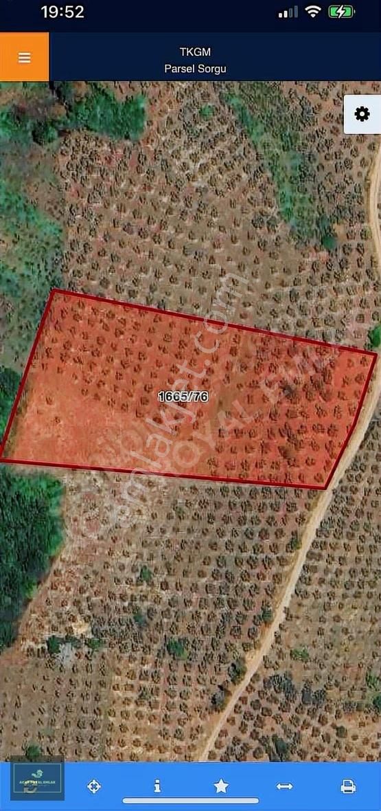 Acar Royal'den Yatırımlık Muratobada Zeytinlik - Görsel 11