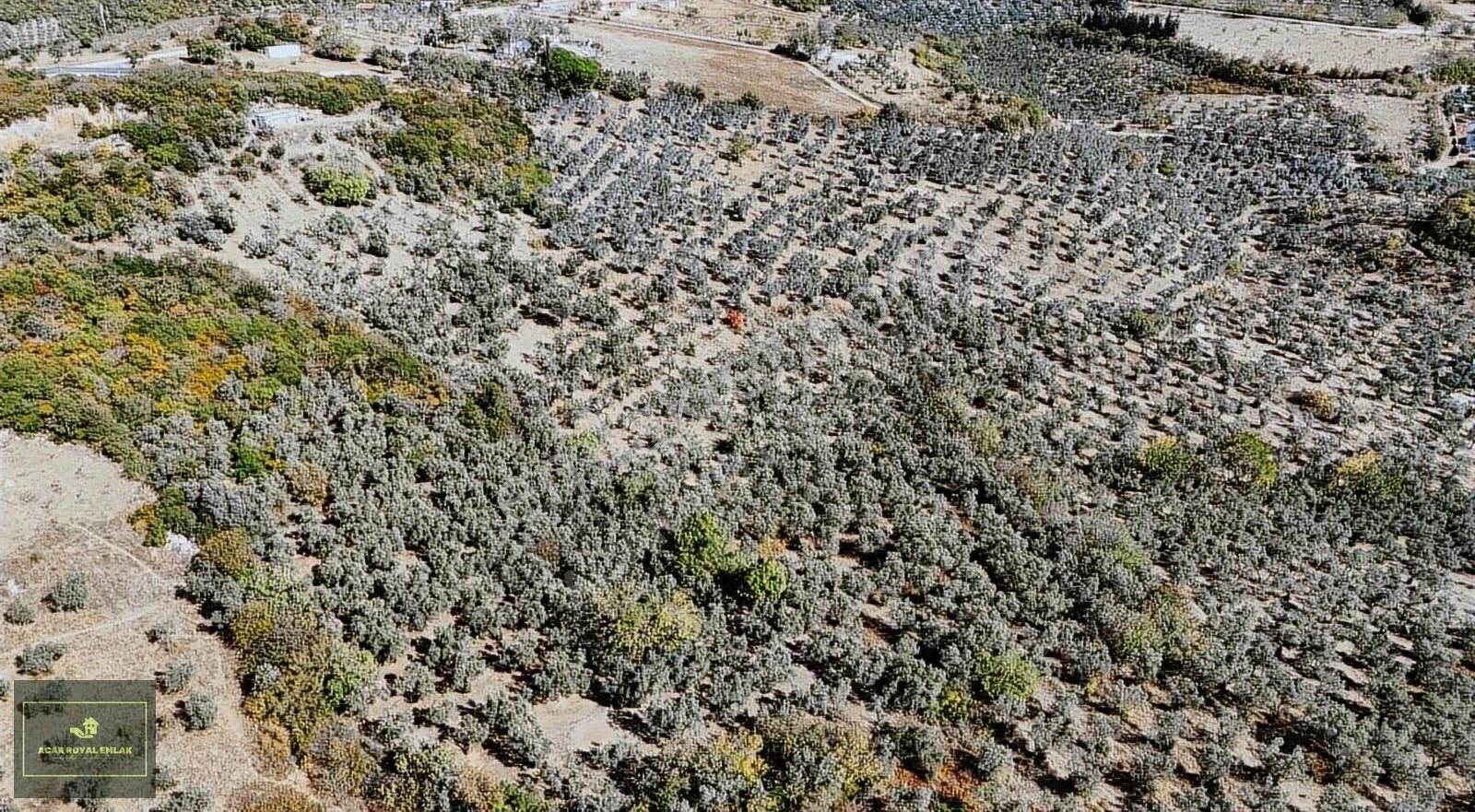 Manastırda Eğiitim Kampüs Alanı İmar Planı İçinde Arsa - Görsel 21