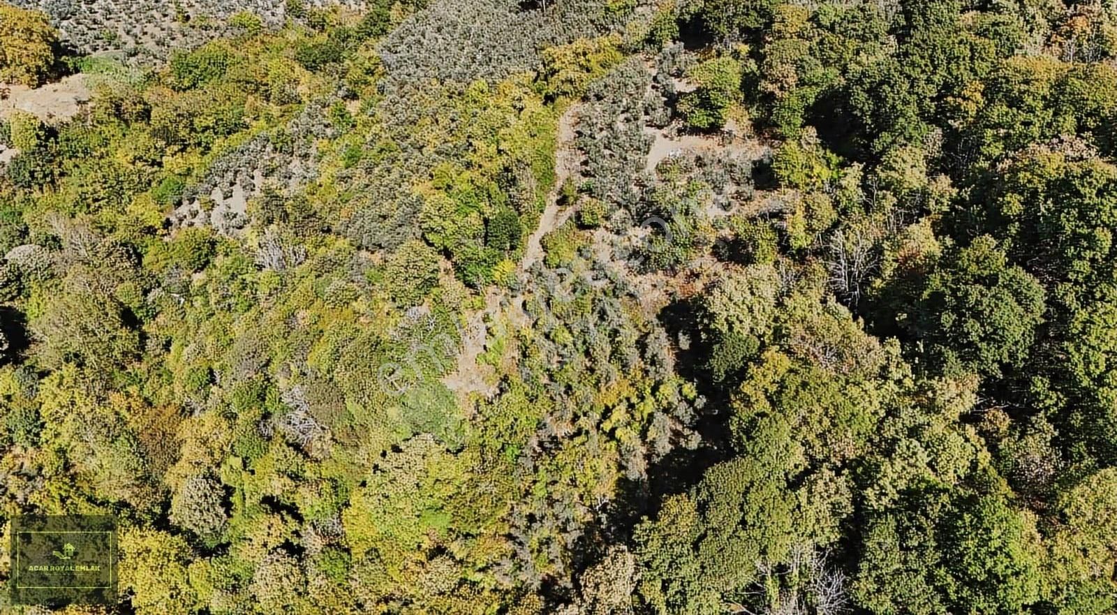 Acar Royal'den Karsakta 6165 M2 Satılık Zeytinlik - Görsel 2