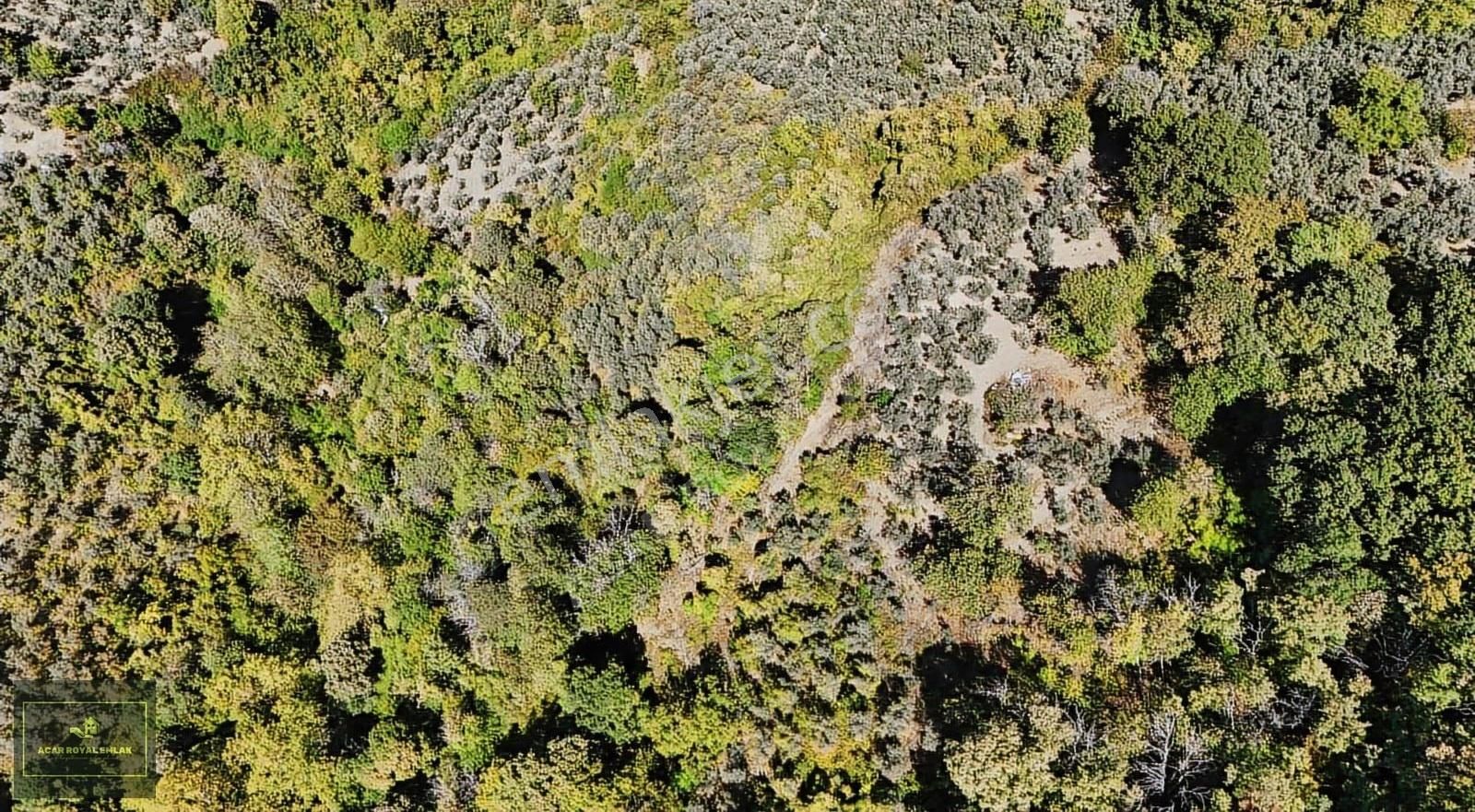 Acar Royal'den Karsakta 6165 M2 Satılık Zeytinlik - Görsel 4