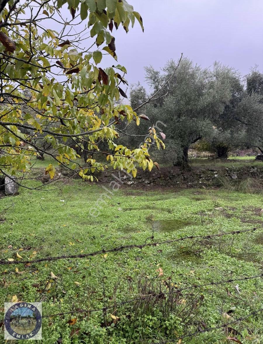 Su Aboneliği Olan Tarla Ve Zeytinlik - Görsel 9