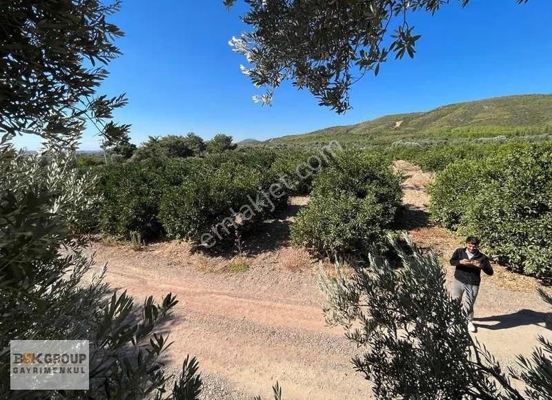 Bsk Group'dan 10 Dönum Mandalina Bahçesi Ana Yola Sıfır..! - Görsel 13