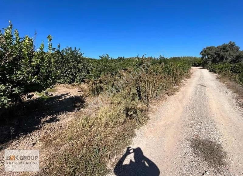 Bsk Group'dan 10 Dönum Mandalina Bahçesi Ana Yola Sıfır..! - Görsel 11