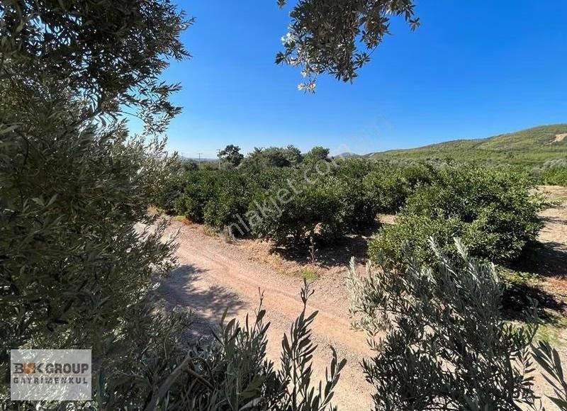 Bsk Group'dan 10 Dönum Mandalina Bahçesi Ana Yola Sıfır..! - Görsel 7