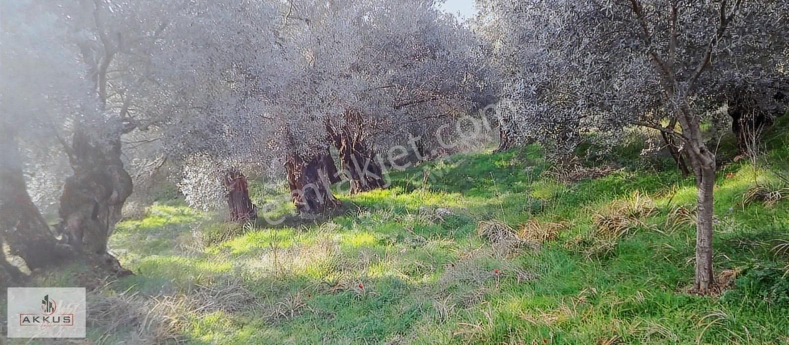 Akkuş Emlak'tan 7 Ağaçlar Zeytinlik - Görsel 5