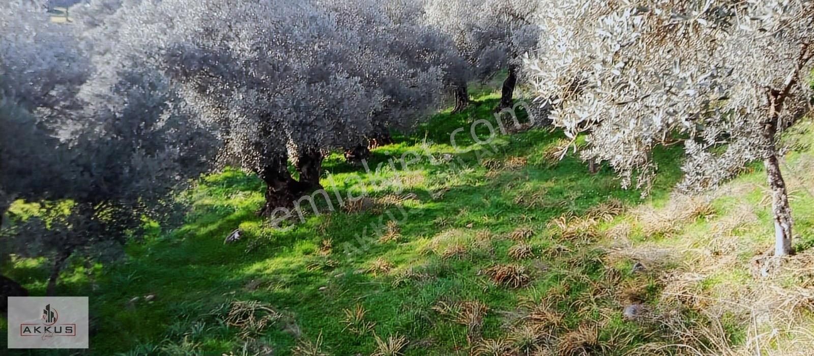 Akkuş Emlak'tan 7 Ağaçlar Zeytinlik - Görsel 2