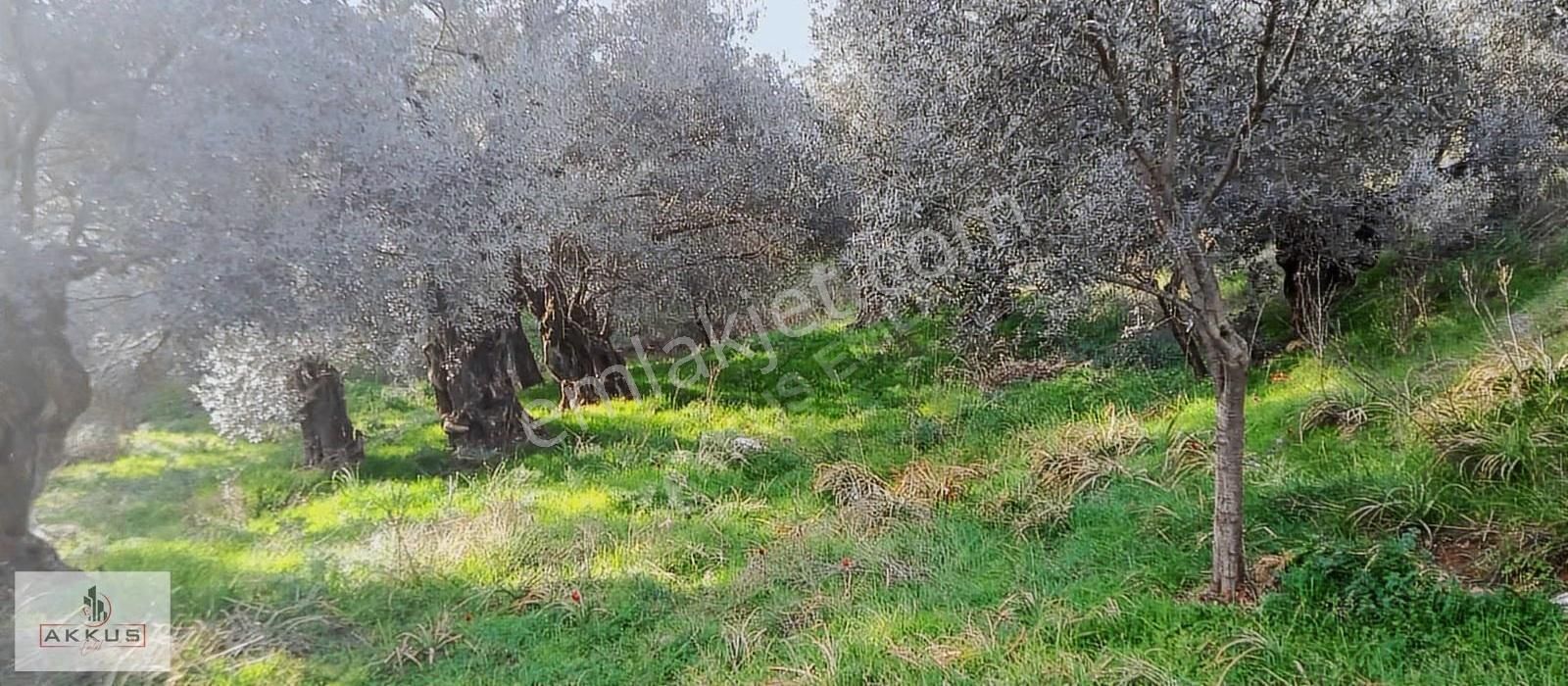 Akkuş Emlak'tan 7 Ağaçlar Zeytinlik - Görsel 7