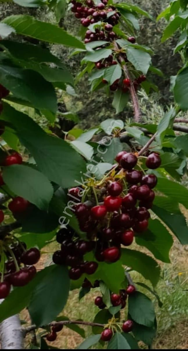 Bayındır Balcılarda 6 Dönüm Kiraz Ve Meyve Bahçesi - Görsel 5