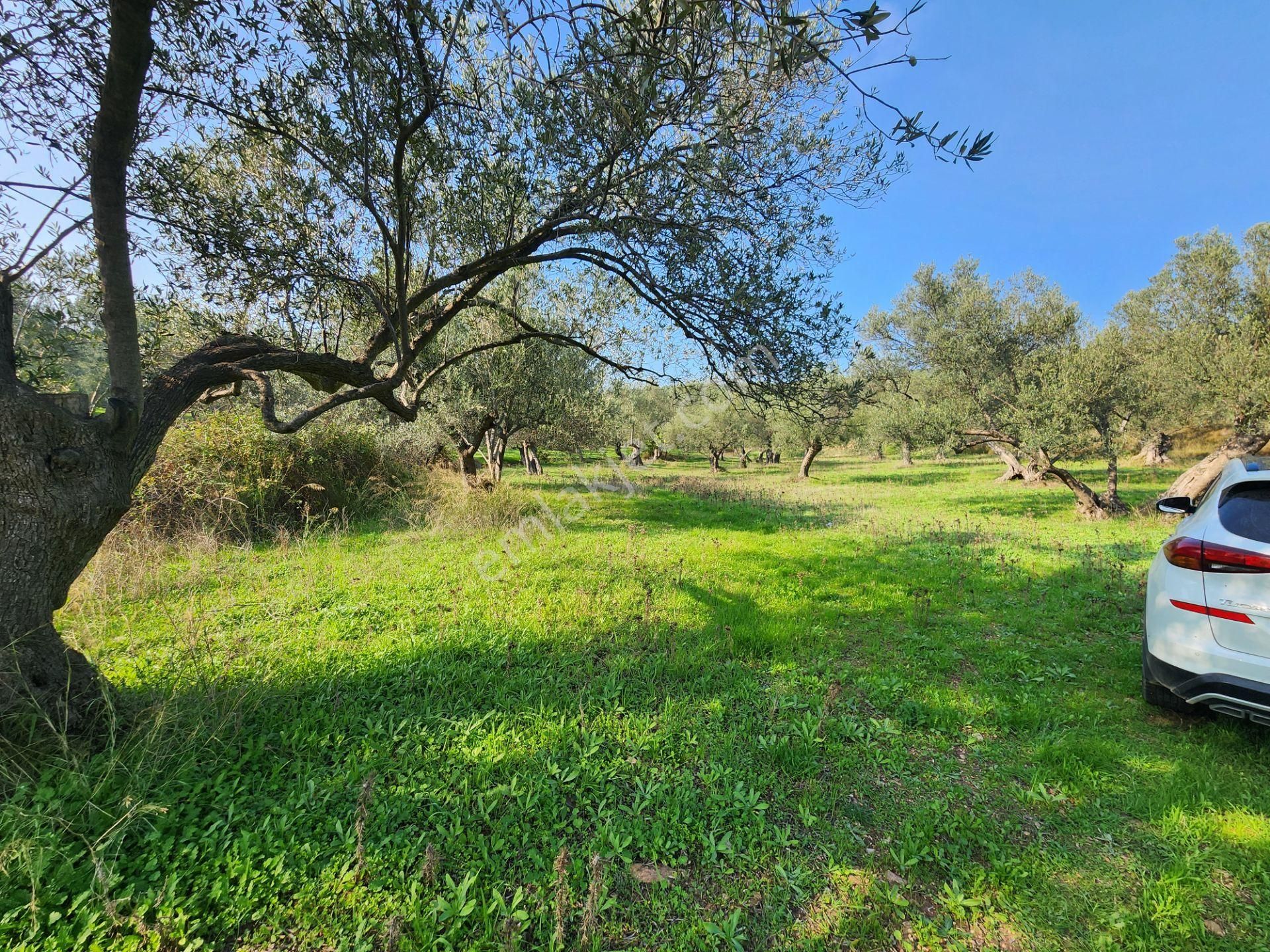 Cunda Adasında Geleceğinize Yatırım Yapın.! - Görsel 3