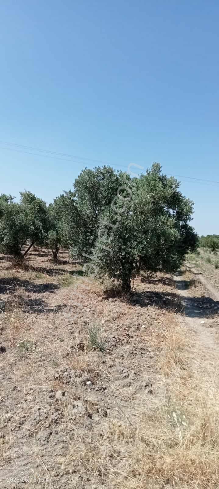 Utku Gayrimenkul’den Satılık Zeytin Bahçesi - Görsel 6