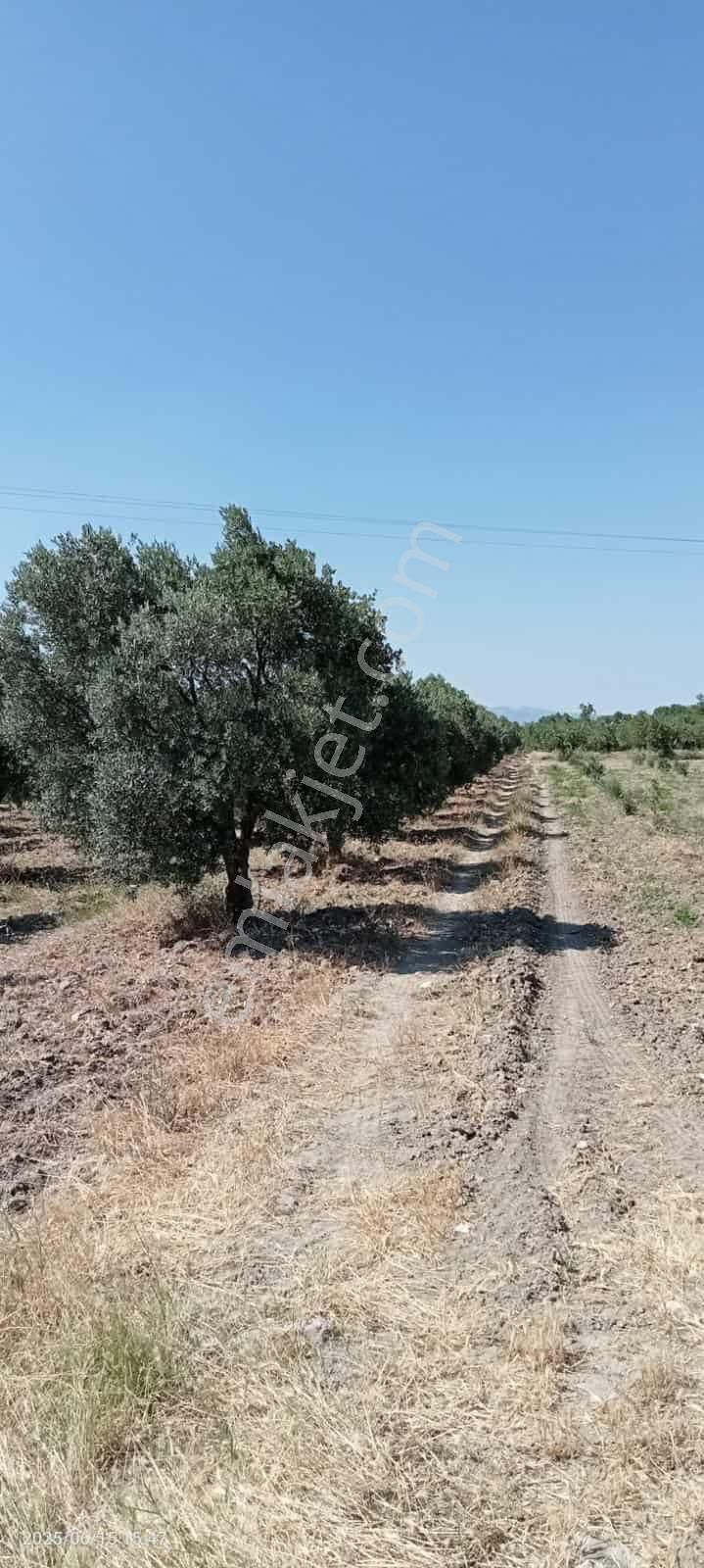 Utku Gayrimenkul’den Satılık Zeytin Bahçesi - Görsel 3