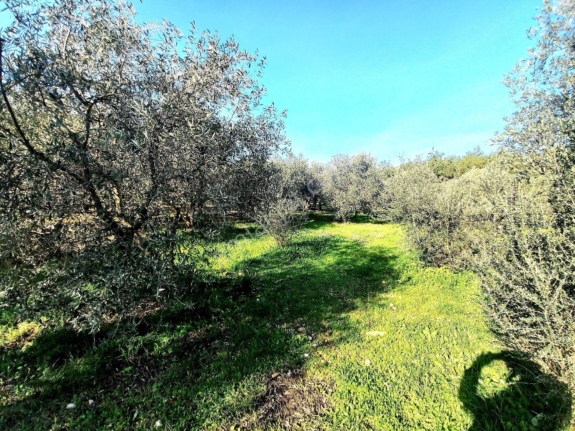 Kuşadası Güzelçamlı Milliparkta 432mt2 Bahçe - Görsel 8