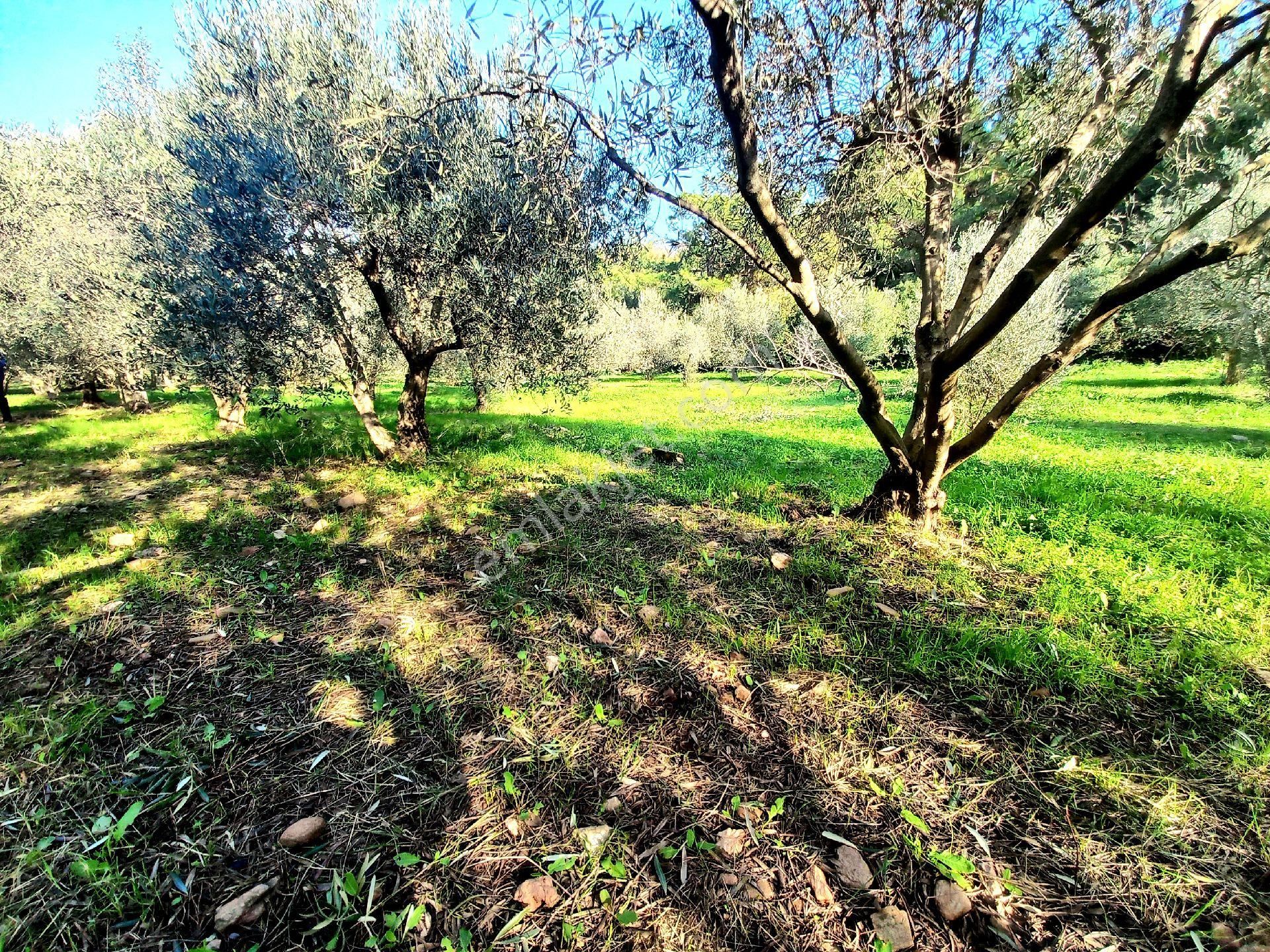 Kuşadası Güzelçamlı Milliparkta 432mt2 Bahçe - Görsel 6