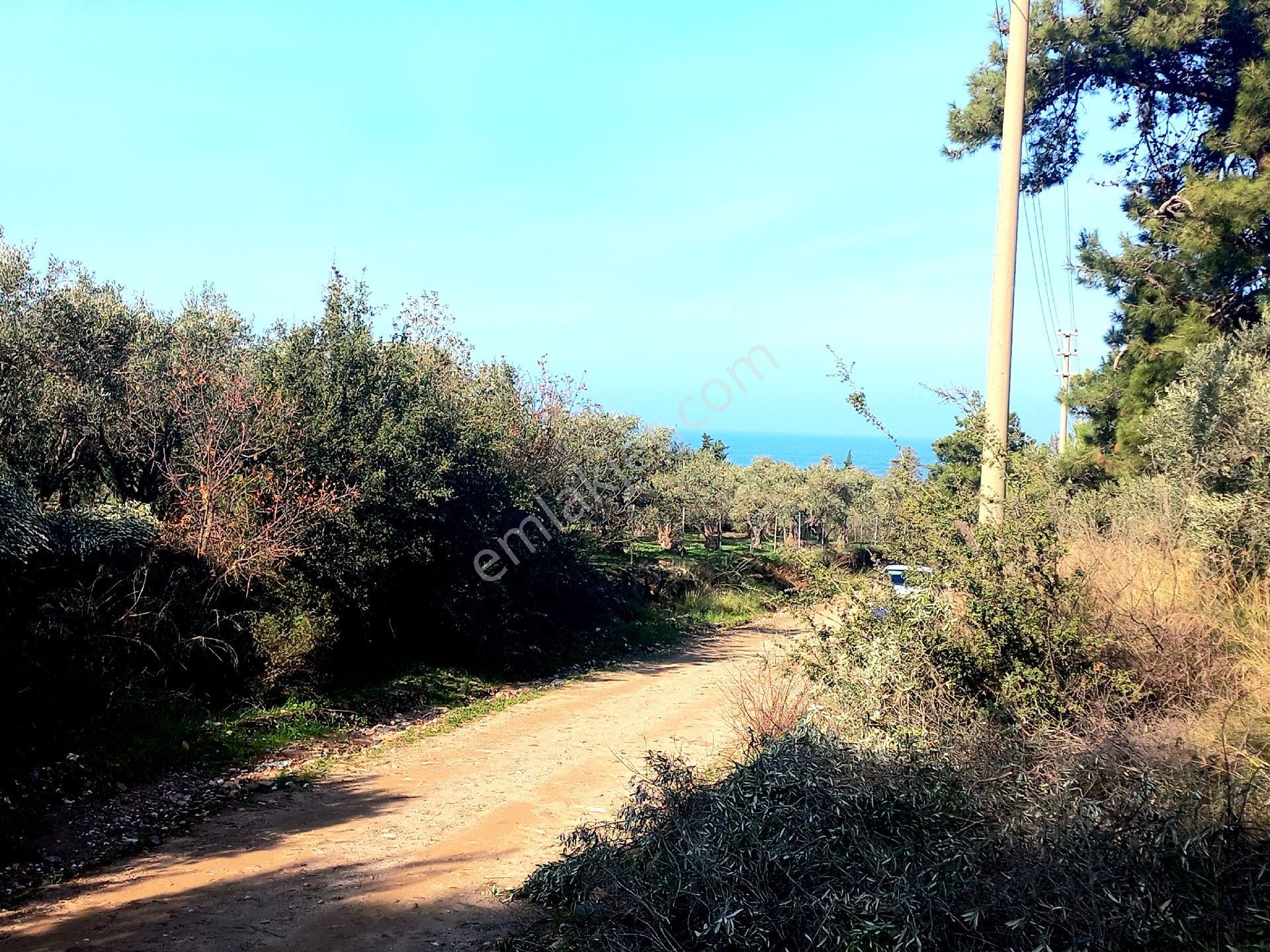 Kuşadası Güzelçamlı Milliparkta 432mt2 Bahçe - Görsel 2