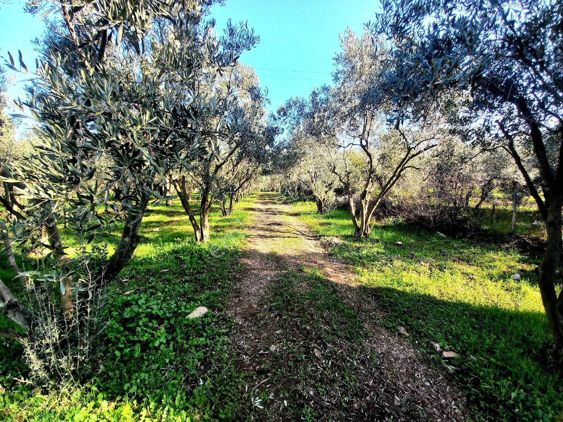 Kuşadası Güzelçamlı Milliparkta 432mt2 Bahçe - Görsel 3