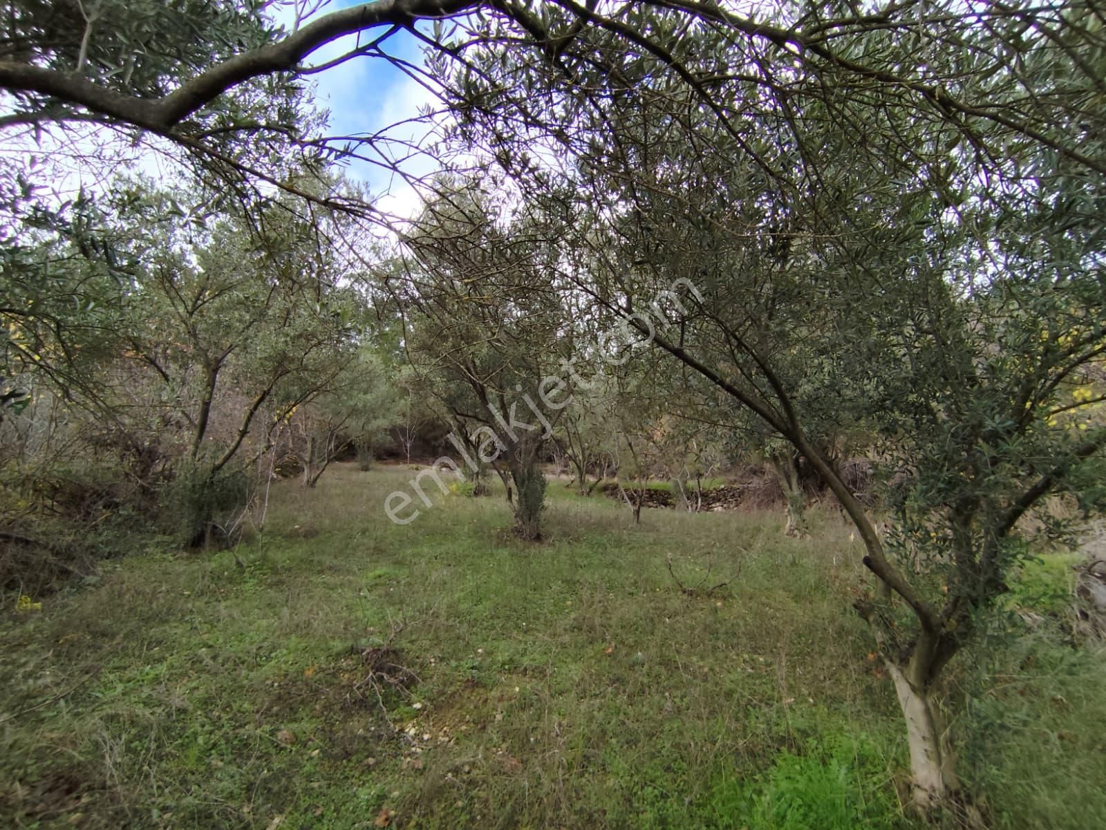 Elfi Den Bigadiç Kayırlar Mah. Satılık Çiftlik - Görsel 5