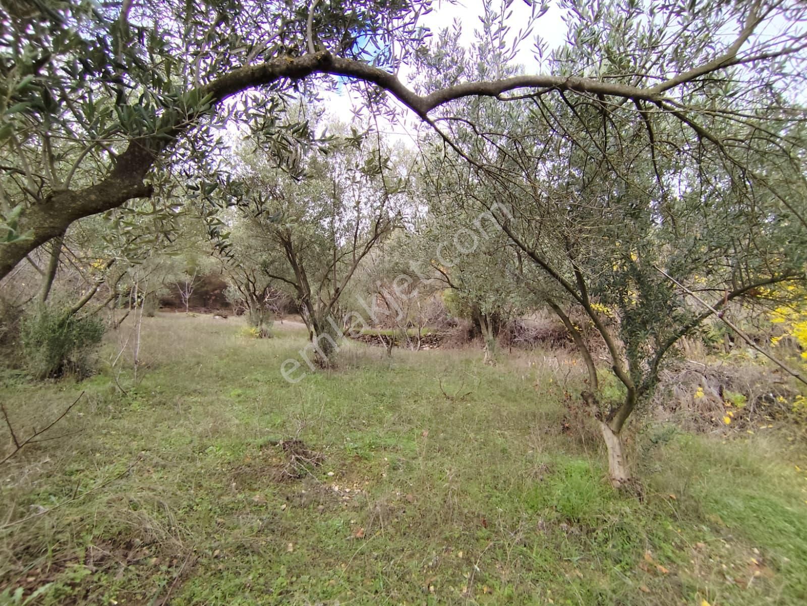 Elfi Den Bigadiç Kayırlar Mah. Satılık Çiftlik - Görsel 12