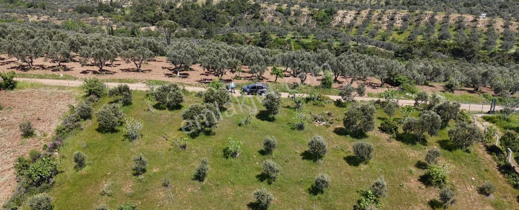 Golden Globy, Kadastral Yollu, Düz Arazi 6.520 M2 Zeytinlik - Görsel 2