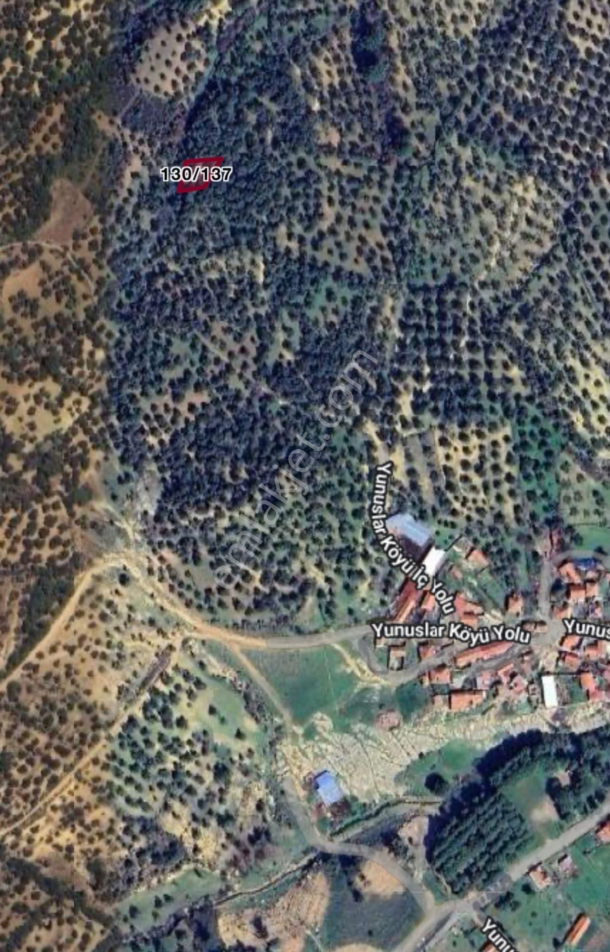 Burhaniye Yunuslar Mah Yakını Satılık Zeytinlik - Görsel 12