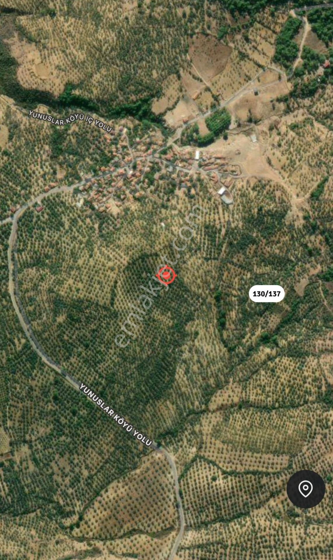 Burhaniye Yunuslar Mah Yakını Satılık Zeytinlik - Görsel 14