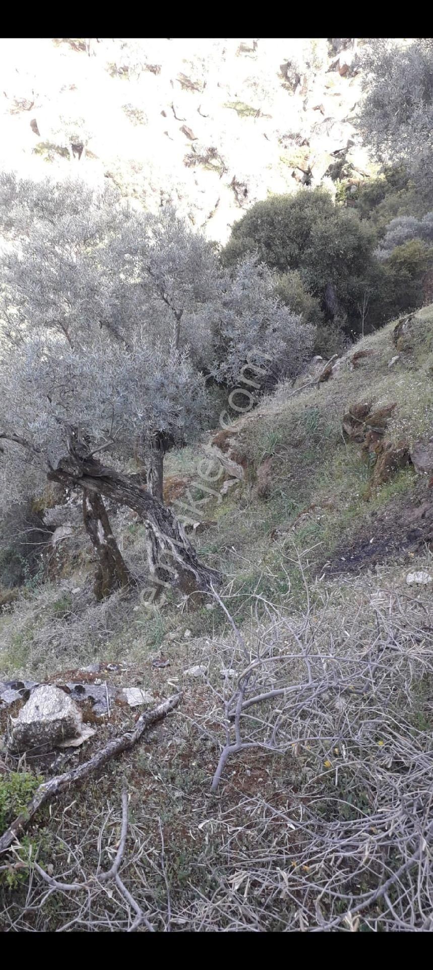 Aydın Koçarlı Zeytin Köyde Satılık Yerimiz Var - Görsel 2