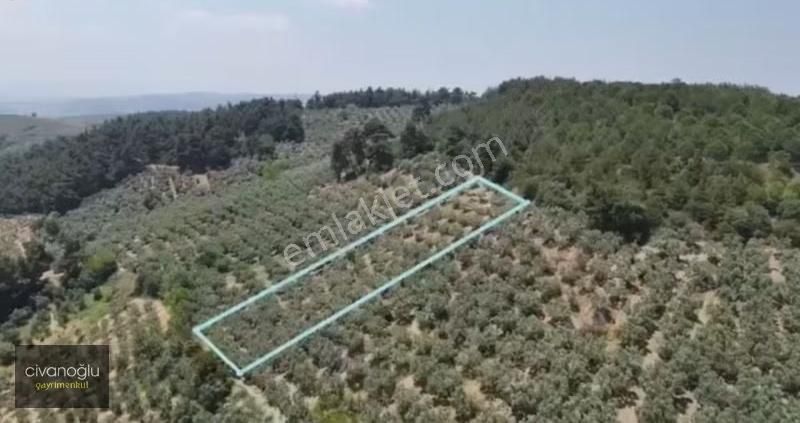 Bursa Mudanya Dereköy Mahallesi 2247m² Tarla - Görsel 3