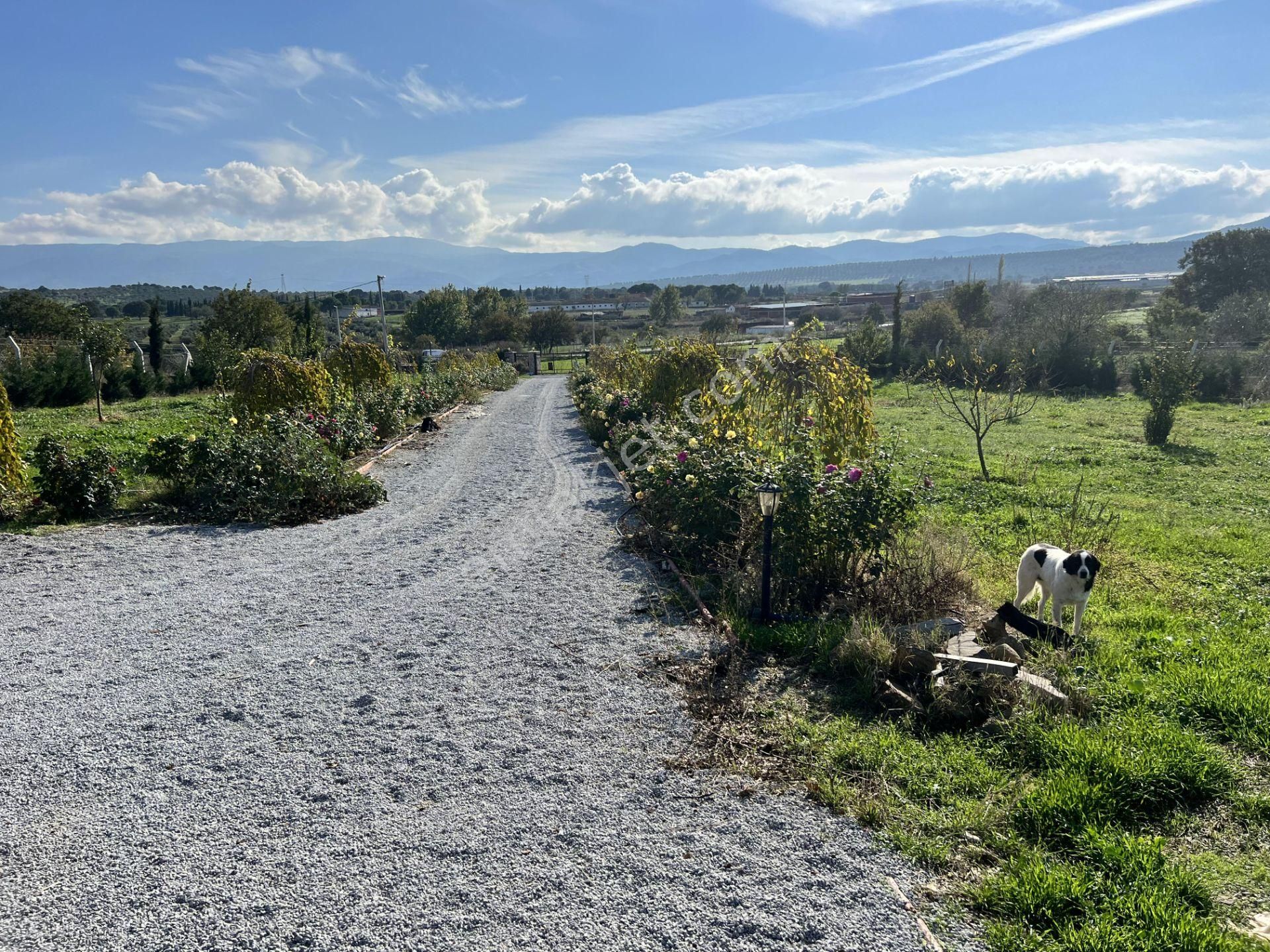 Balıkesir Burhaniye Şahinler De Satılık Muhtesem Ciftlikevi. - Görsel 32