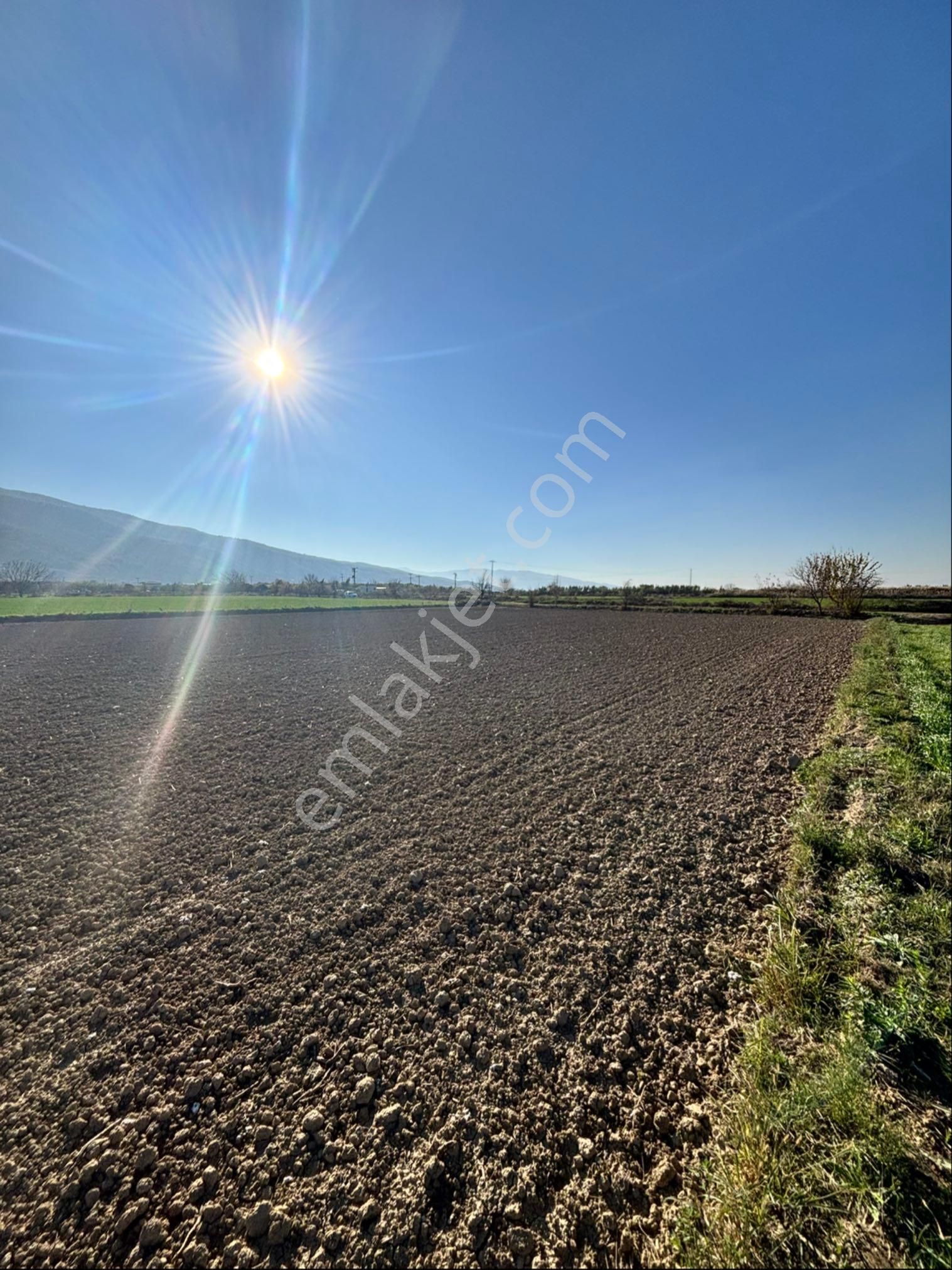Nazilli Pirlibey Mahallesinde 9.250 M2 Acil Satılık Tarla - Görsel 6