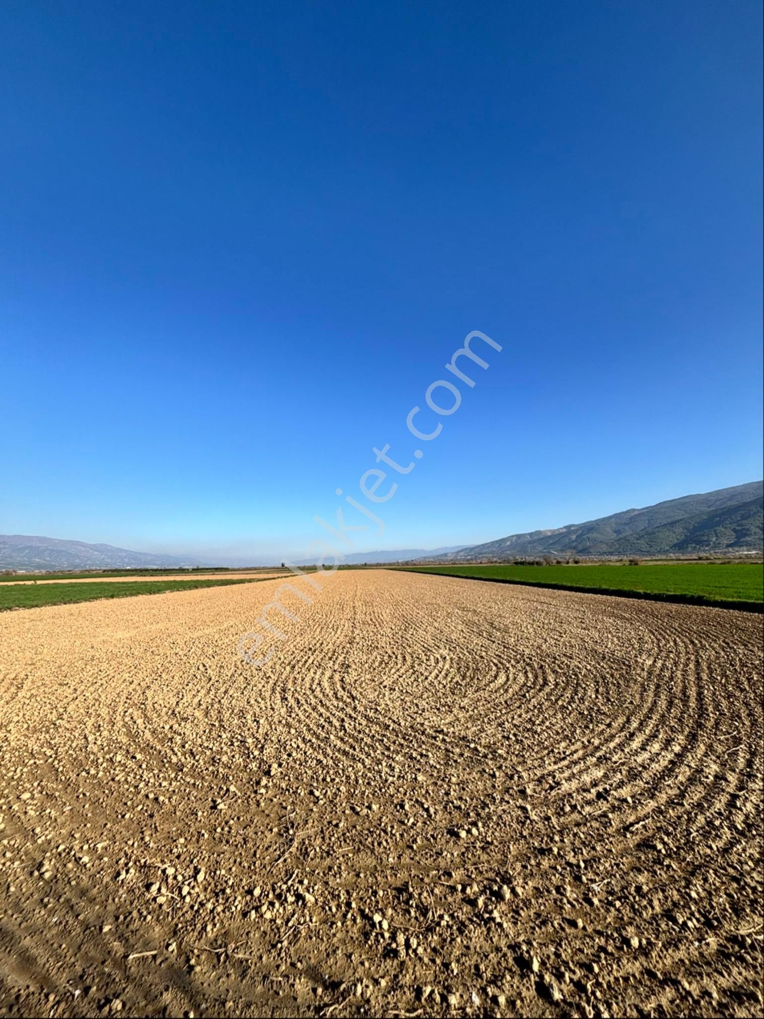 Nazilli Pirlibey Mahallesinde 9.250 M2 Acil Satılık Tarla