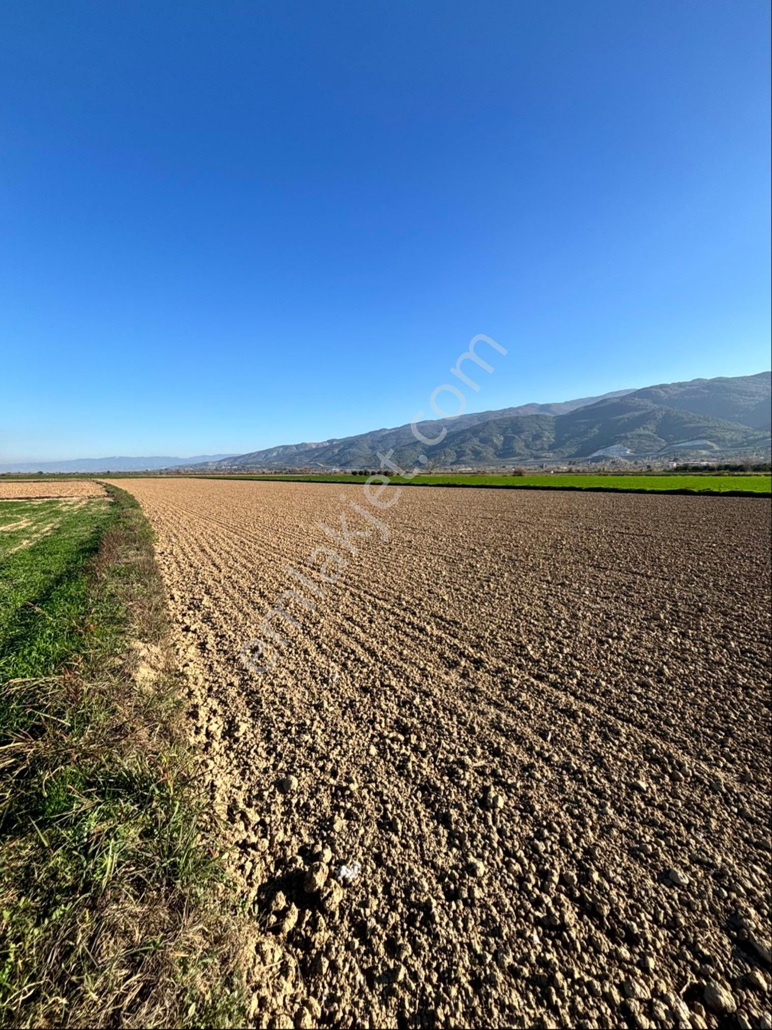 Nazilli Pirlibey Mahallesinde 9.250 M2 Acil Satılık Tarla - Görsel 5