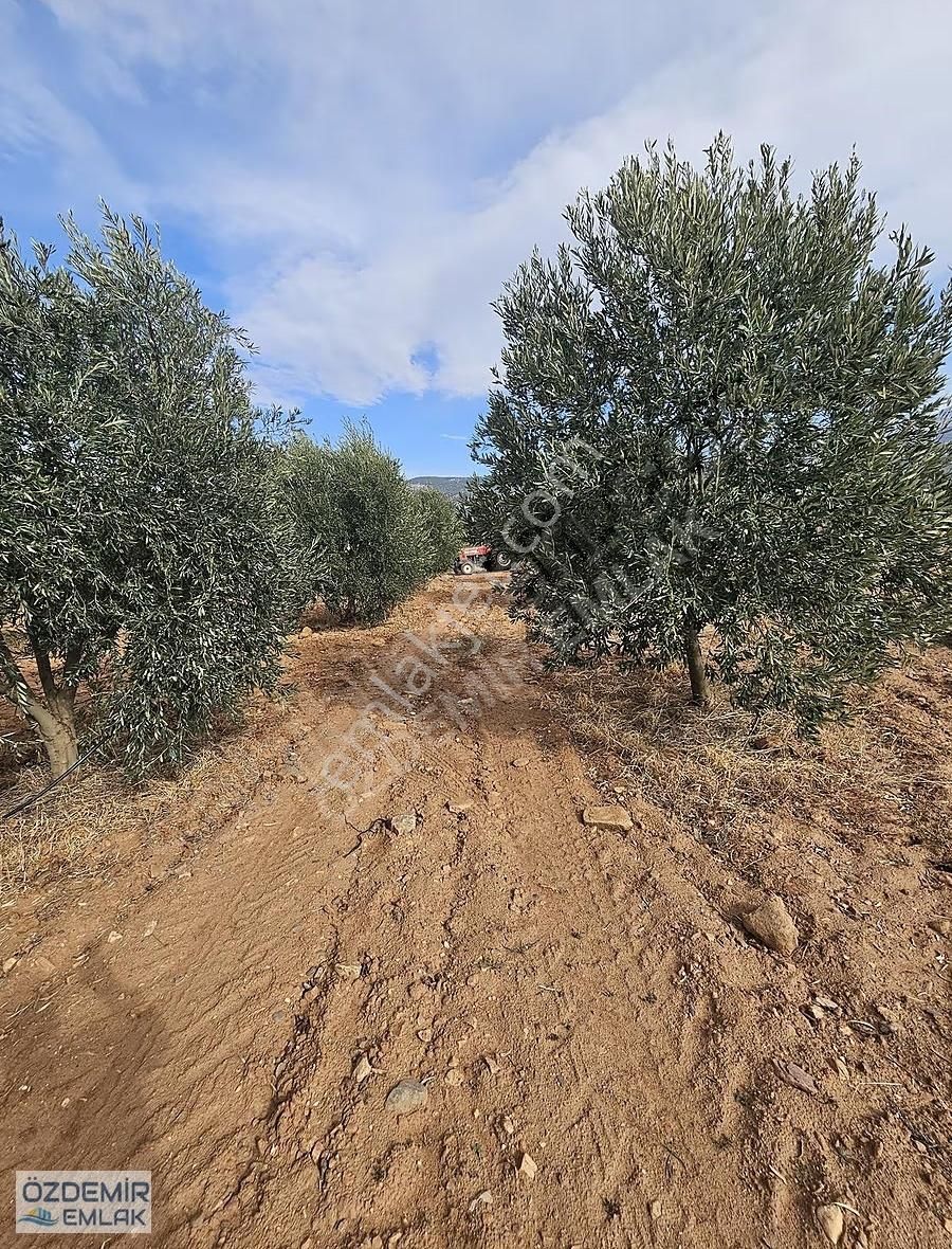 İçerisinde Yetişkin 140 Adet Zeytin Ağaçlı Satılık Tarla - Görsel 33